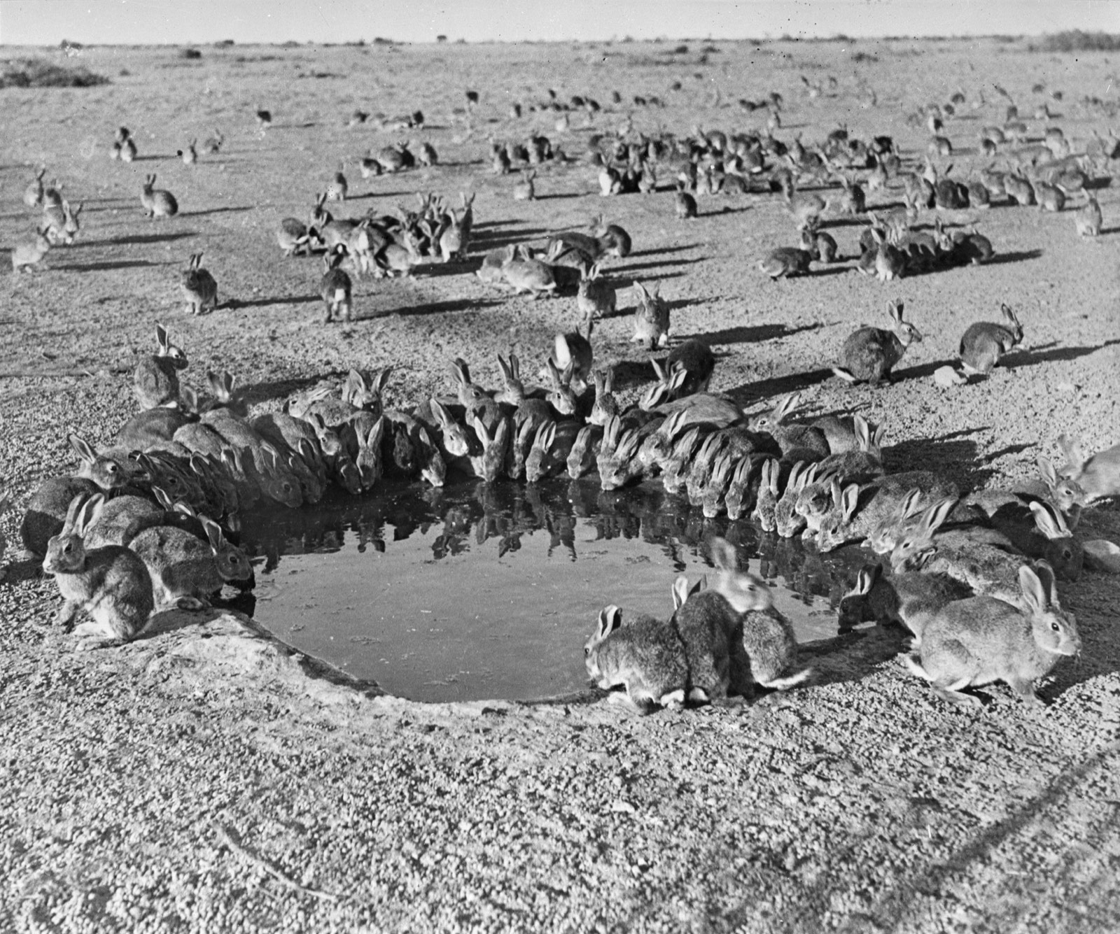 Dozens of rabbits crowded round a small waterhole on bare sandy ground, with hundreds more scattered across the plain behind