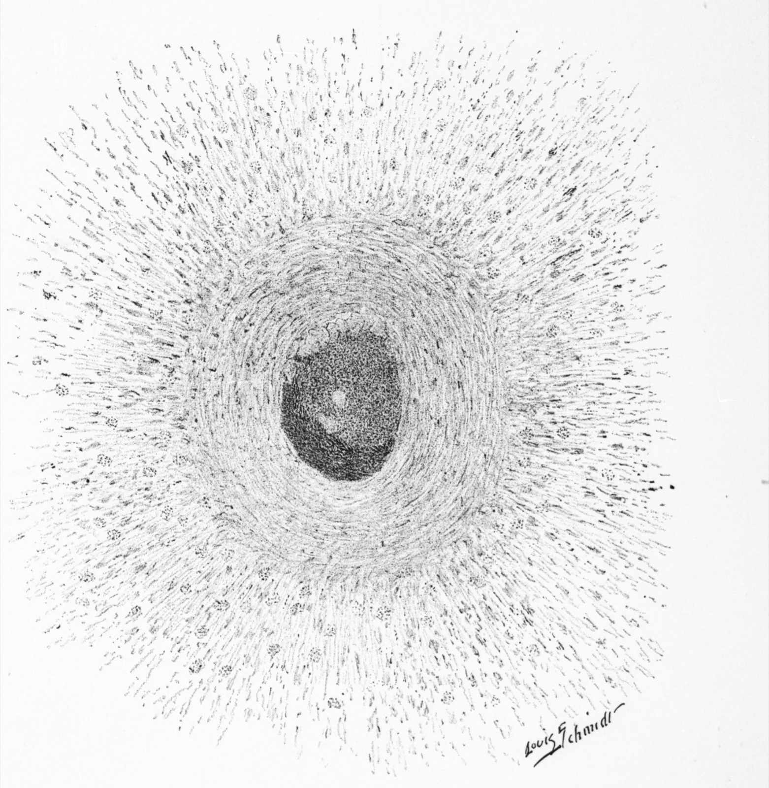 A pen drawing of a round culture: a dark dead centre, concentric rings of tissue around it, and long thin cells radiating outward into clear medium