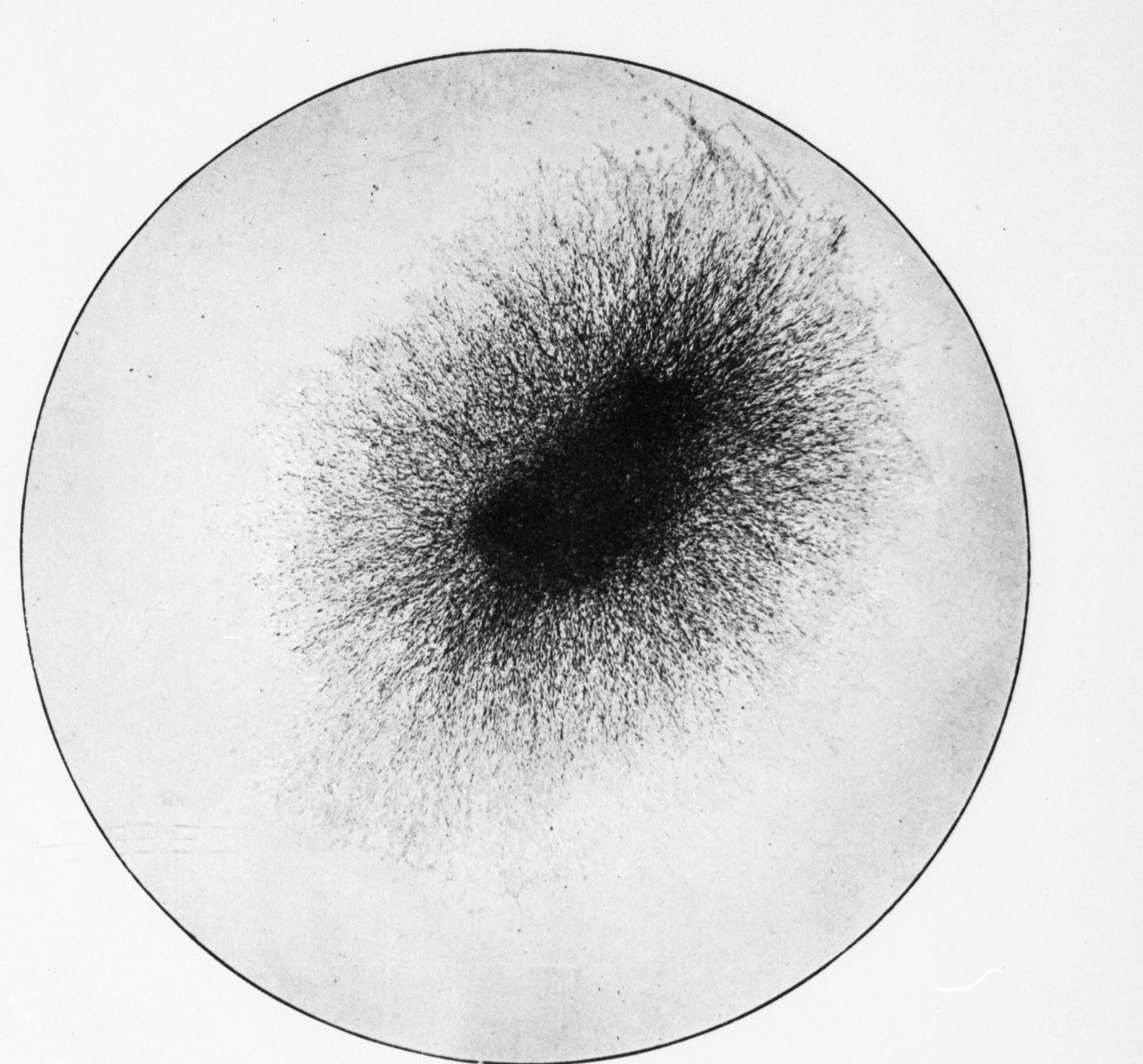 A round photograph of a culture: a dark central fragment with a dense dark halo of radiating cells, fading to clear medium at the edge of the circle