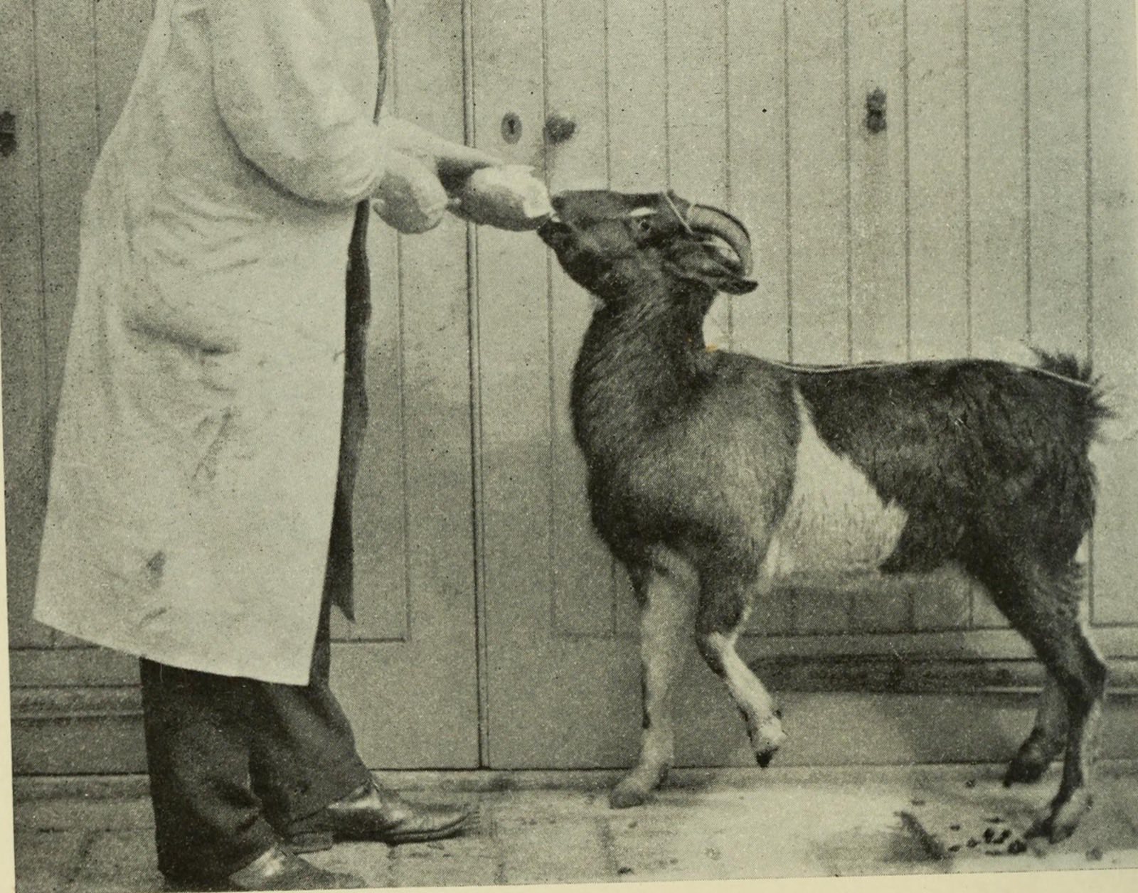A goat in a yard holding its right foreleg up off the ground while a man in a white coat offers it something to eat