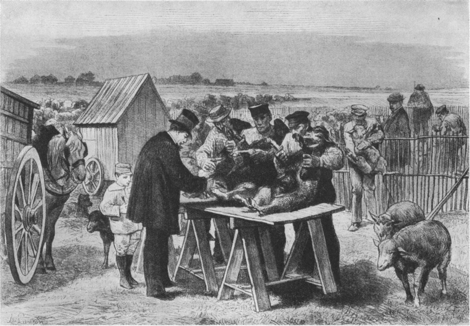 An engraving of a sheep held down on a trestle table in a farmyard while a man in a top hat bends over it with a syringe, farmers watching from behind a palisade and a flock penned beyond