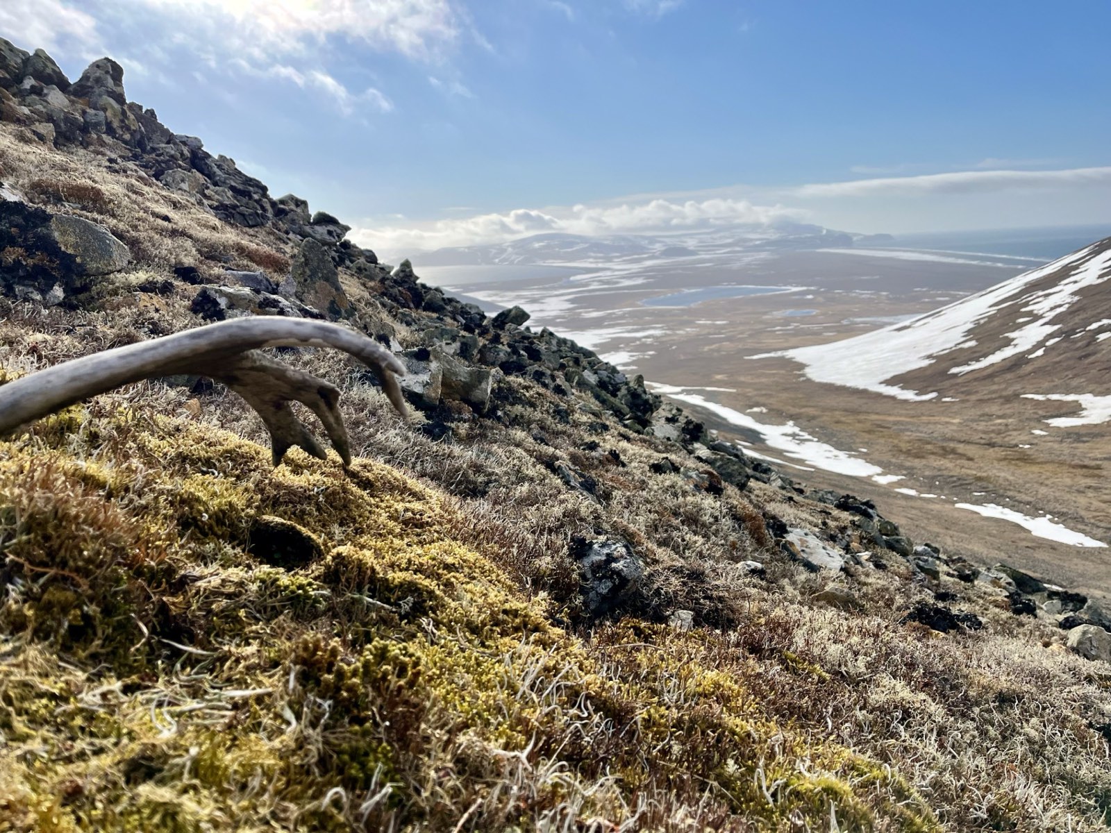 A bleached reindeer antler lying in moss and lichen on a hillside, with a snow-streaked valley, lakes and the sea beyond
