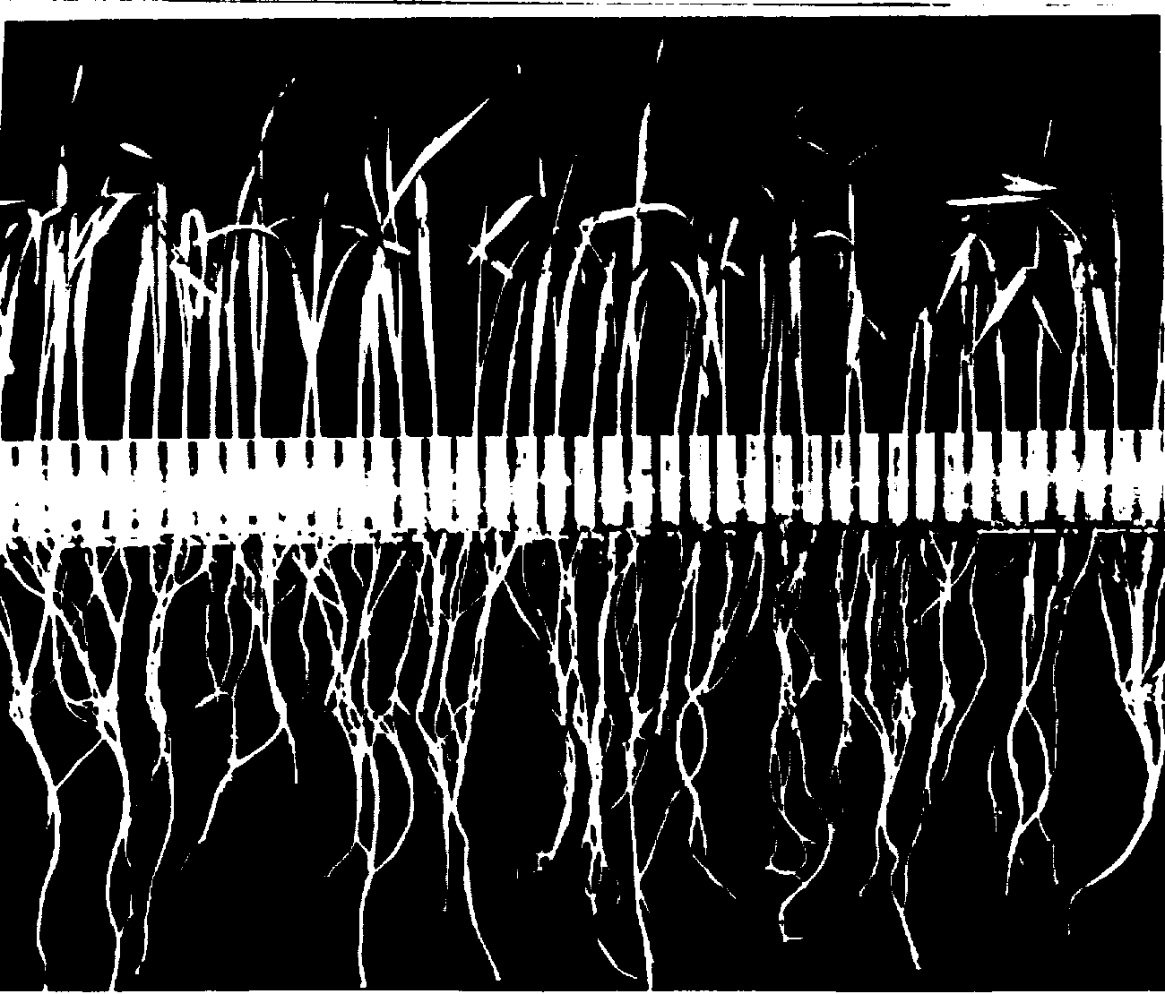 A high-contrast black and white photograph of young wheat plants standing in a row of slots along a plastic rack, with their bare roots hanging in a tangle below the rack