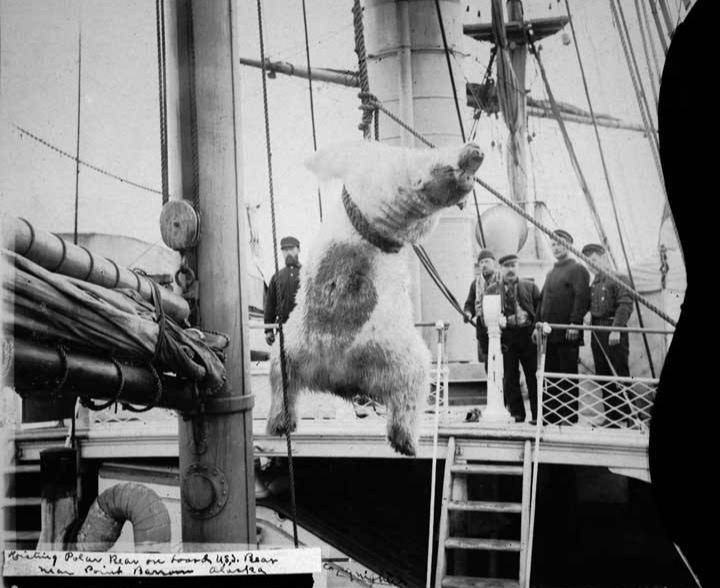 A dead polar bear being hoisted over the rail of the Bear while sailors watch from the deck