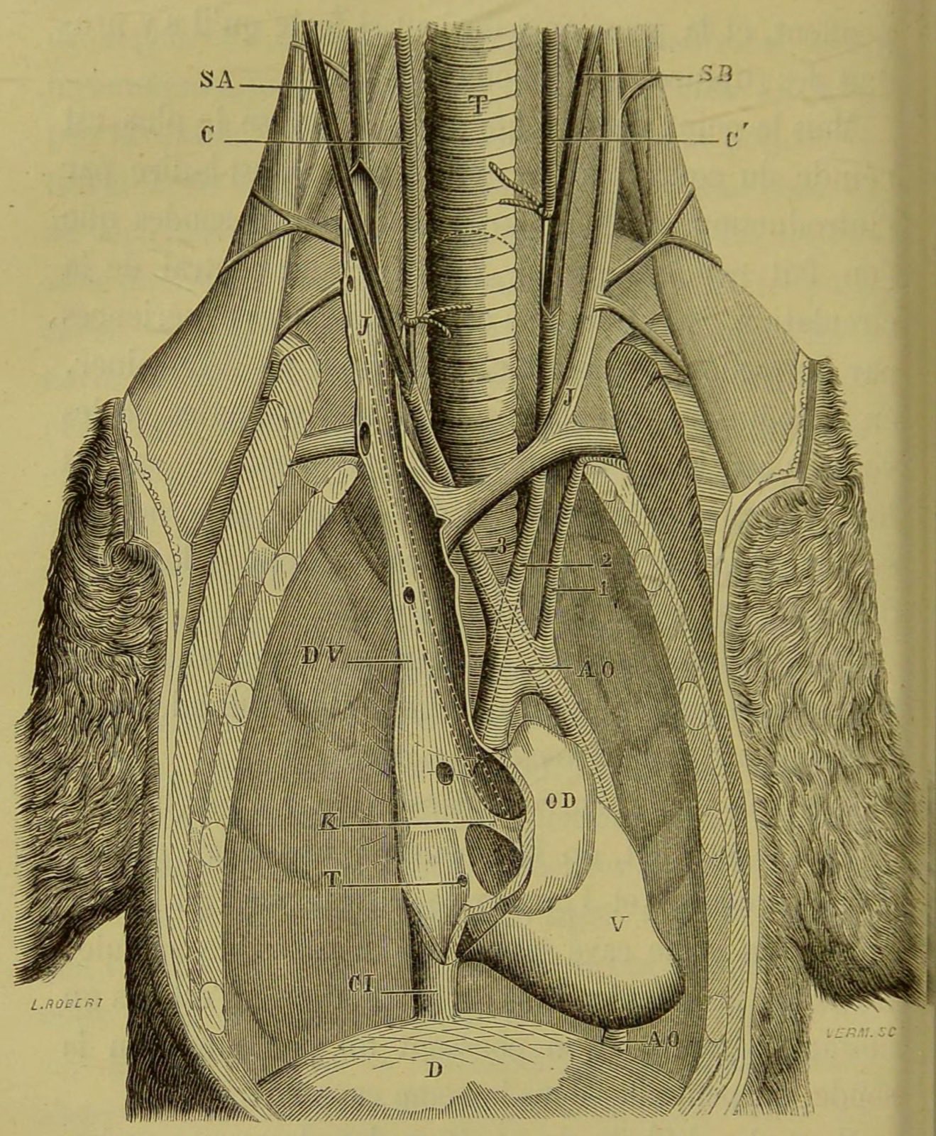 A nineteenth-century woodcut of a dog on its back with the chest opened, showing the heart and great vessels and the routes by which sounds are passed from the neck veins and arteries into the heart