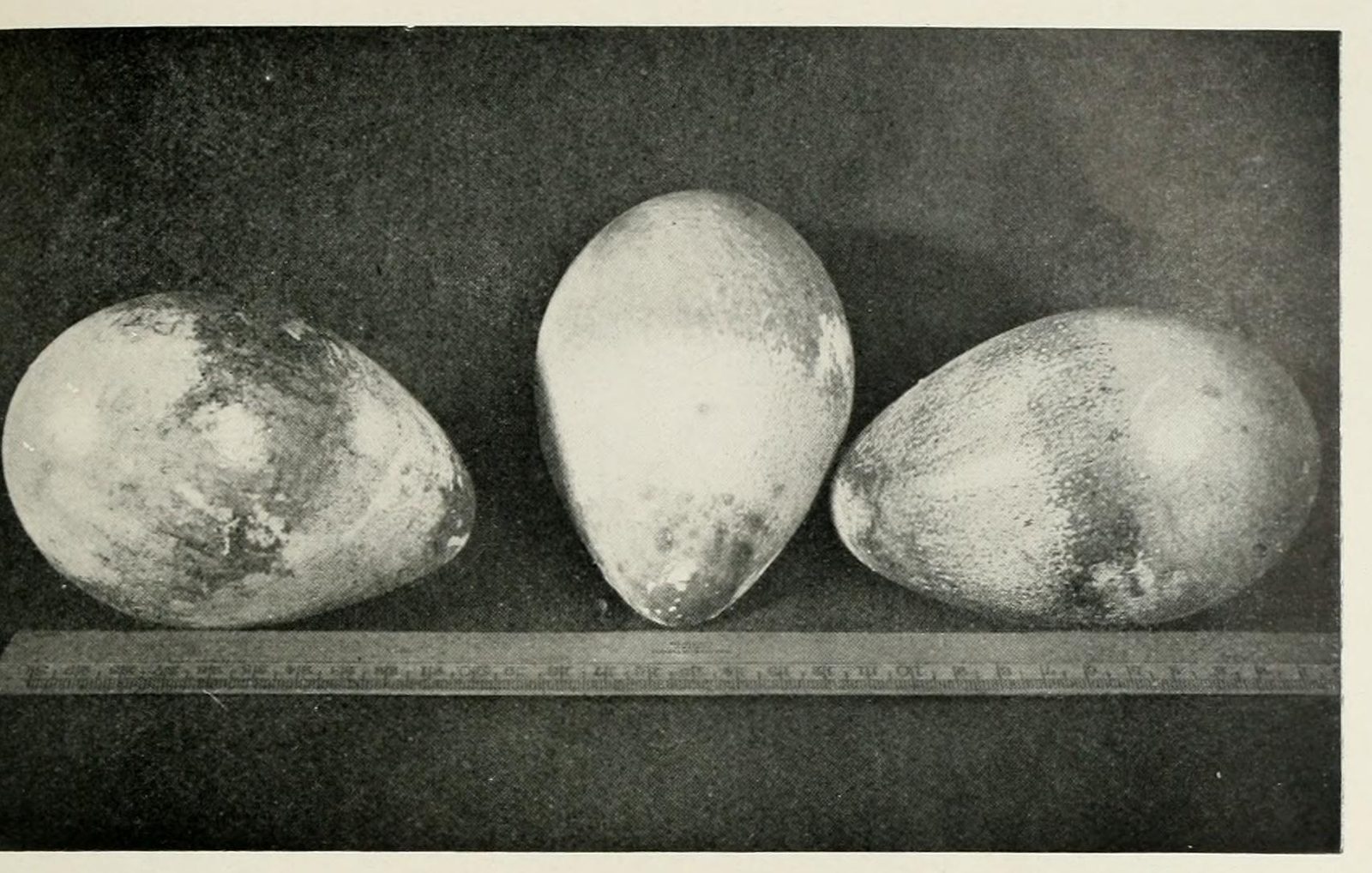 Three large pale eggs, stained and scuffed, standing on a rule against a dark cloth