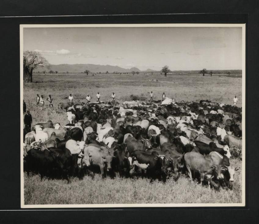 A herd of humped Zebu cattle standing on open grassland at Kongwa, with a few herdsmen among them
