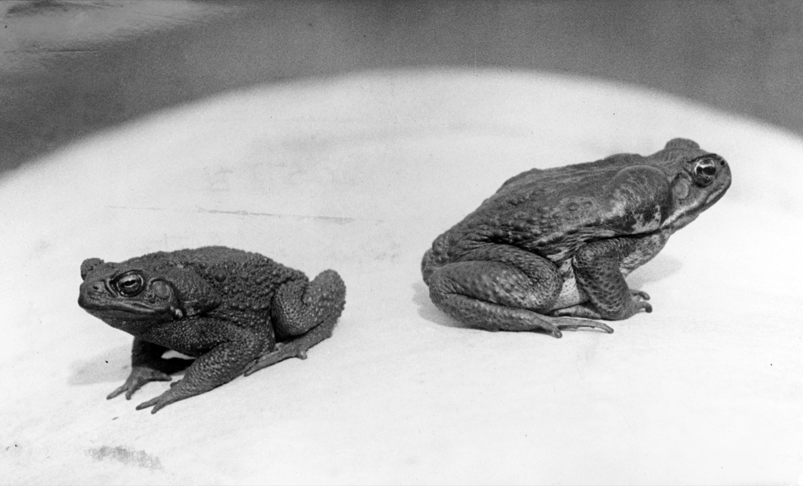 Two large toads sitting on a white enamel plate, photographed from the side, one smaller and warty, one larger and smoother