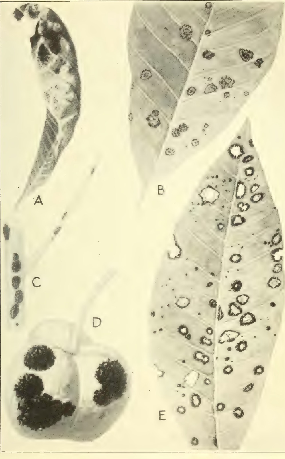 A photographic plate of rubber leaves and a fruit spotted and blackened by the leaf-blight fungus at five stages of its life